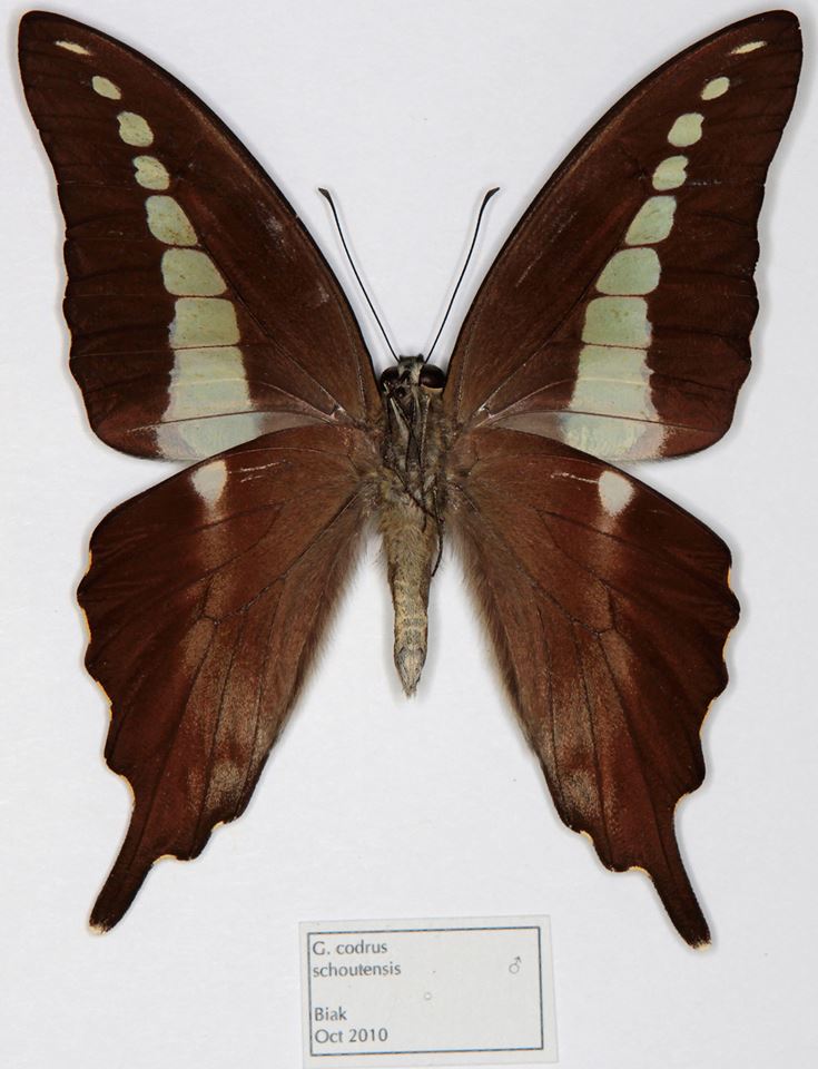 Grphium codrus schoutensis male (verso, Biak) (Internet Image property of respective owner, non-commercial use only)